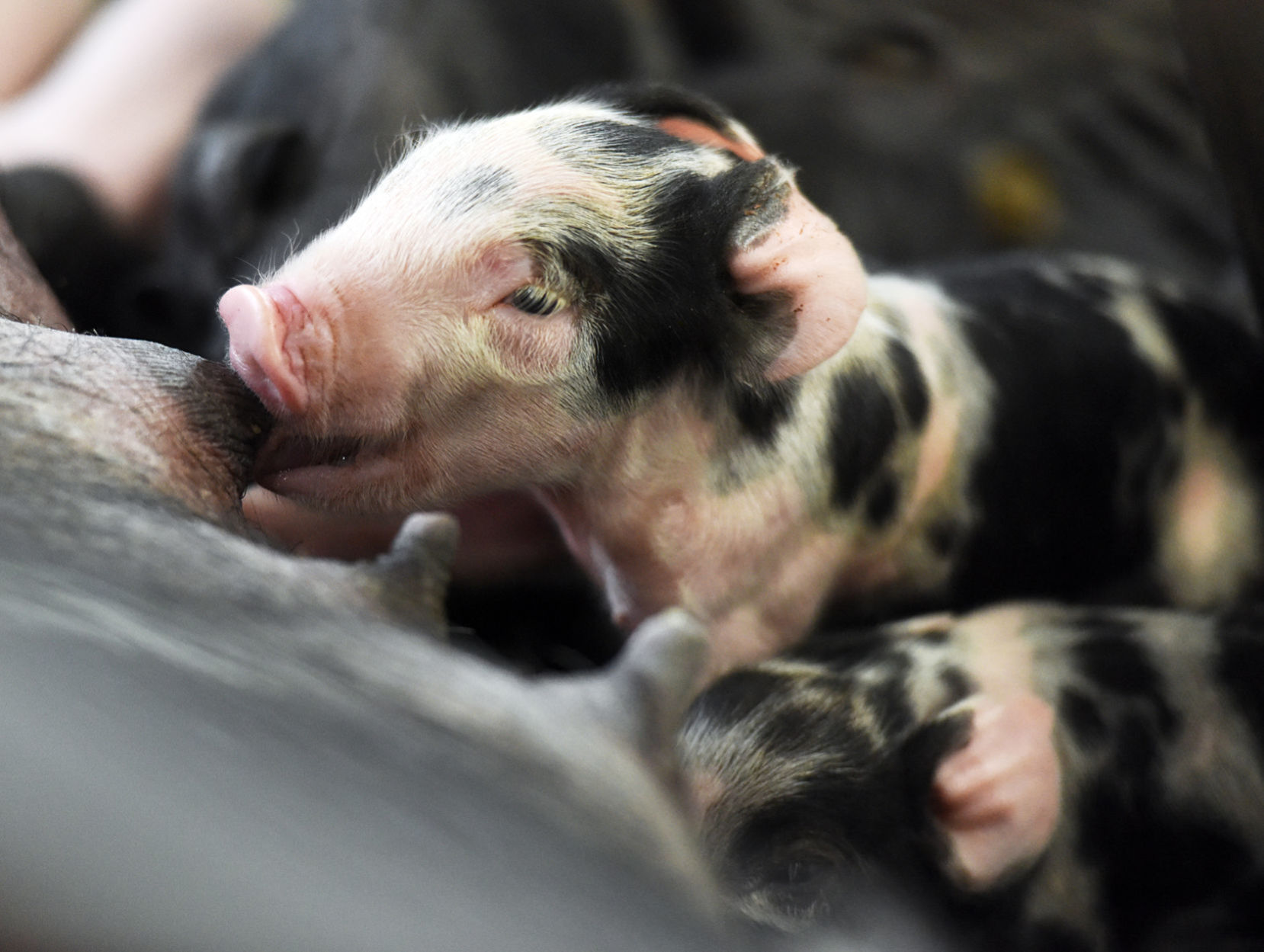 200205-HP-countryside-pigs3-photo.jpg